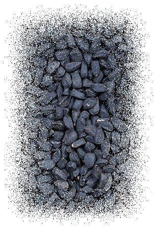 image of nigella sativa seeds for black seed oil wholesale suppliers page biohayah